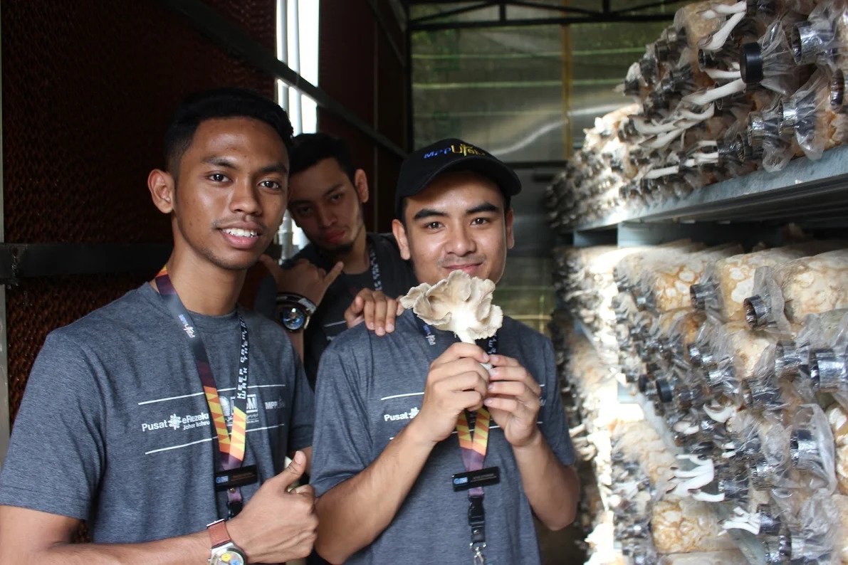 Pengarah Program Afiq Othman yang merupakan ahli MPP UTeM menunjukkan cendawan tiram kelabu yang digunakan sebagai produk oleh usahawan komuniti yang sedang dibangunkan.
